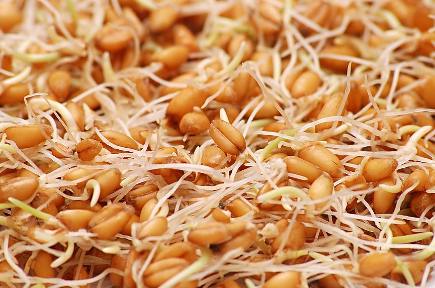 خواص جوانه گندم در طب سنتی ایران